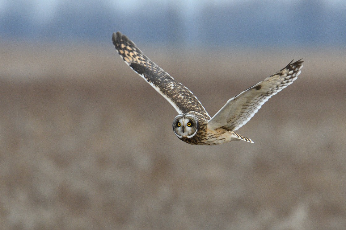 Short-eared Owl - Vern Wilkins 🦉