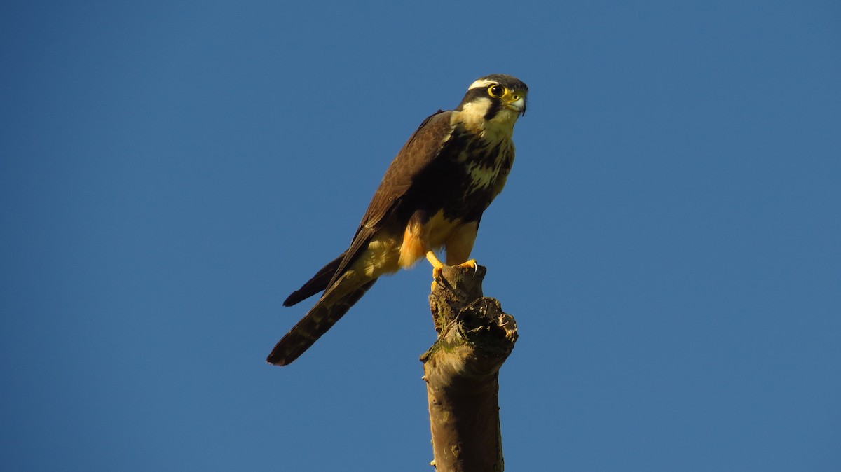Aplomado Falcon - Jorge Muñoz García   CAQUETA BIRDING