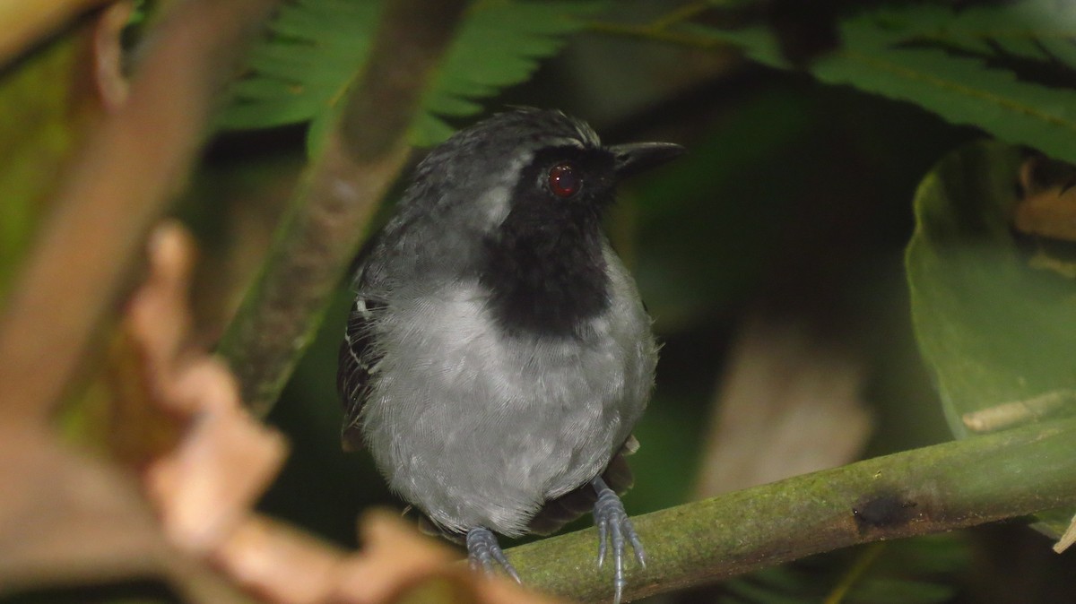 Black-faced Antbird - Jorge Muñoz García   CAQUETA BIRDING