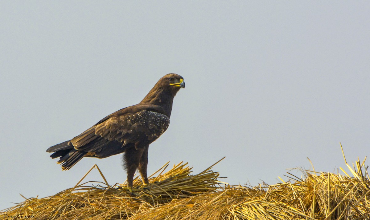 Indian Spotted Eagle - Parvez Shagoo