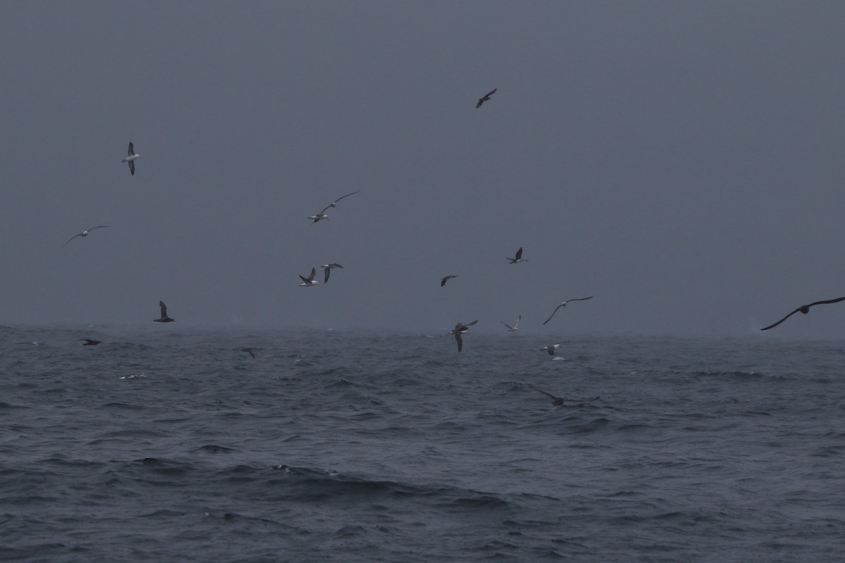 Black-browed Albatross - Fabio Olmos