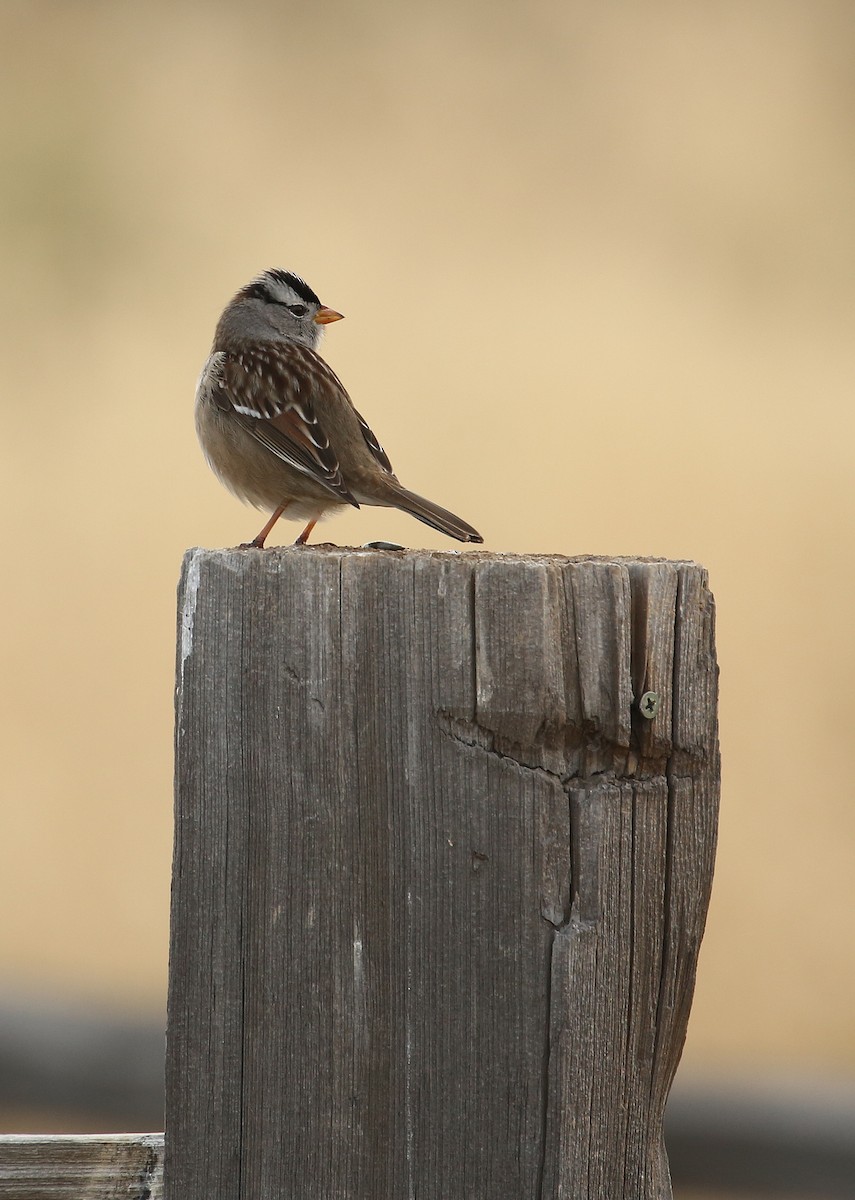 White-crowned Sparrow (Gambel's) - Tim Lenz