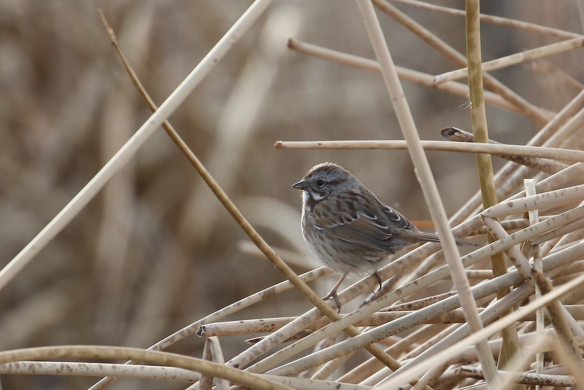 Song Sparrow (montana/merrilli) - ML76869571