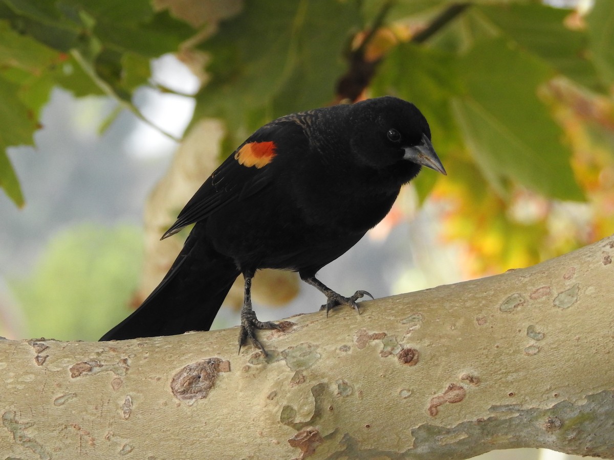 Red-winged Blackbird - Tim Cashman