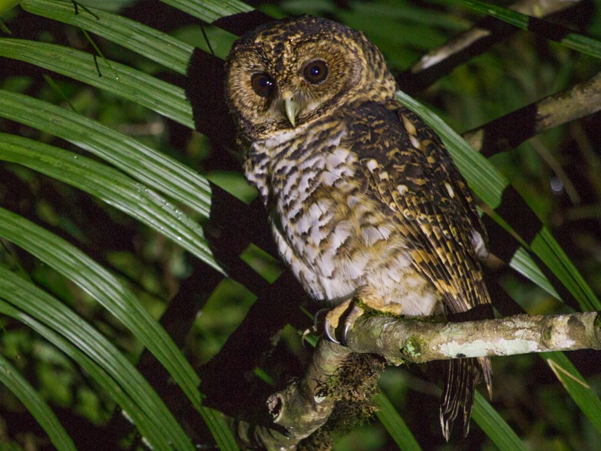 Rusty-barred Owl - Christophe Gouraud