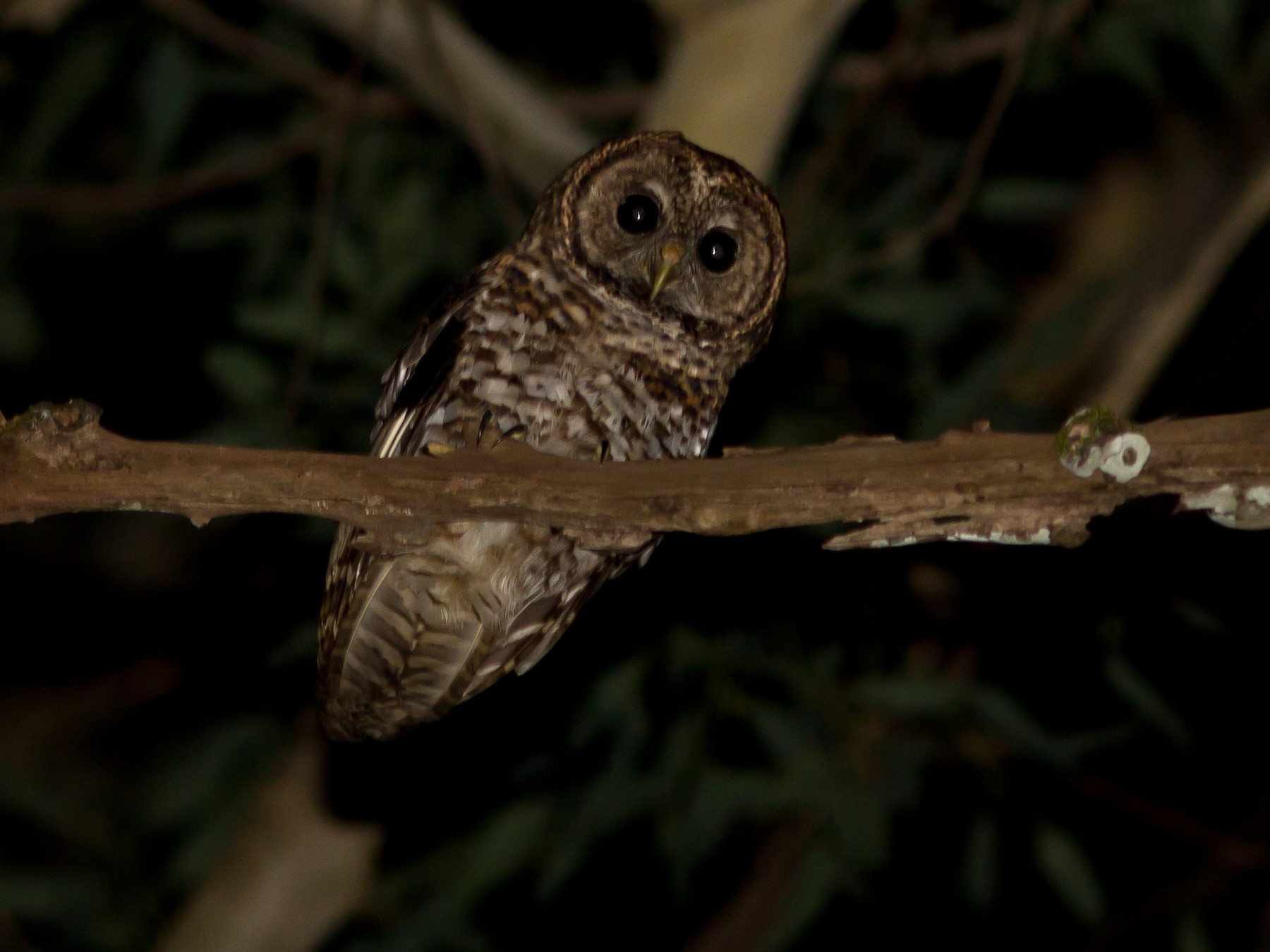 Rusty-barred Owl - Rogério Machado