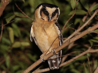  - Buff-fronted Owl