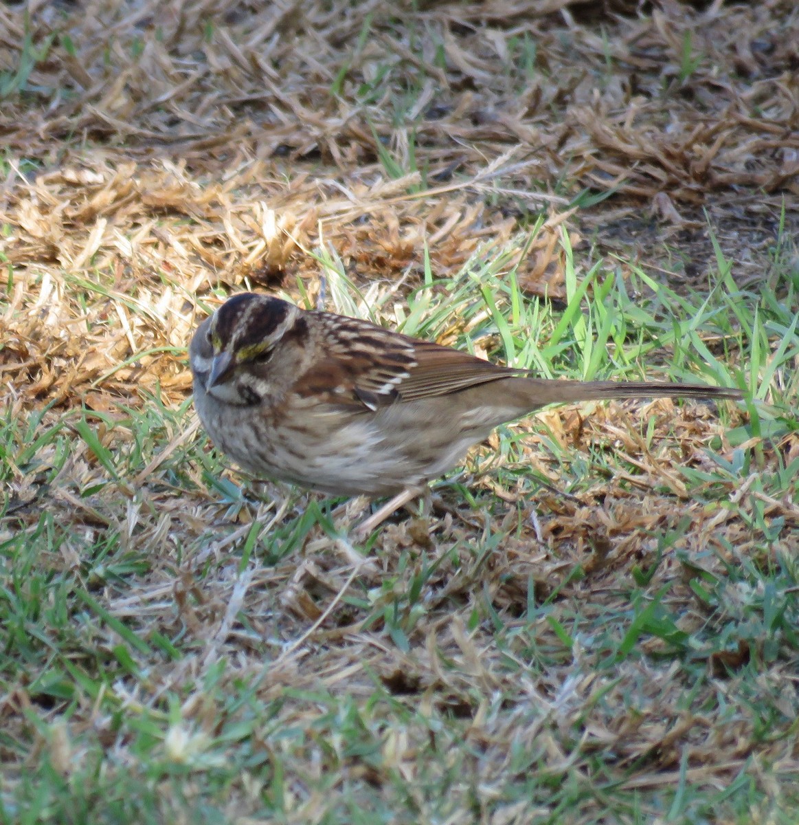 White-throated Sparrow - Johnny Galt