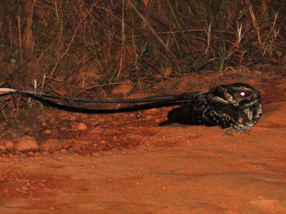 Long-trained Nightjar - Carlos Otávio Gussoni