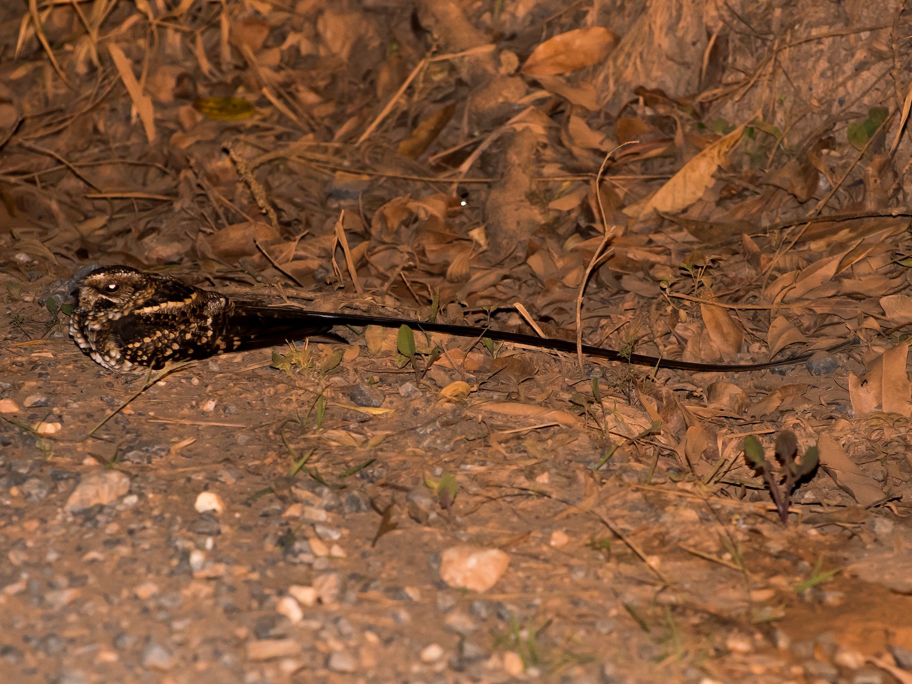 Long-trained Nightjar - Luiz Carlos Ramassotti