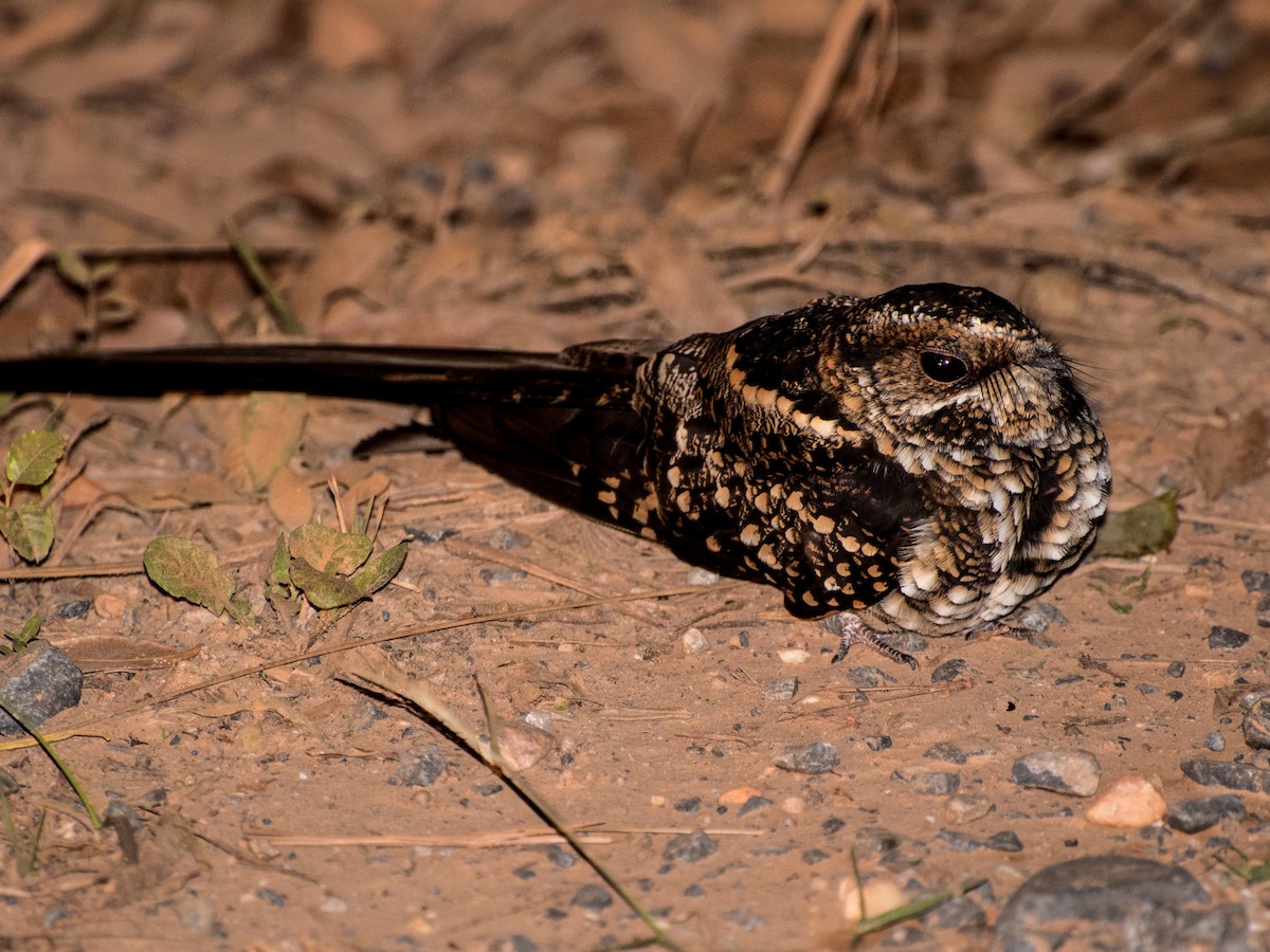 Long-trained Nightjar - Hydropsalis forcipata - Birds of the World, image size:1200x900