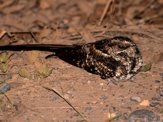  - Long-trained Nightjar