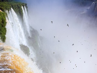 Brazil bird ブラジル　バード　アキツユコ Brazil bird ブラジル バード アキツユコ Brazil bird ブラジル バード