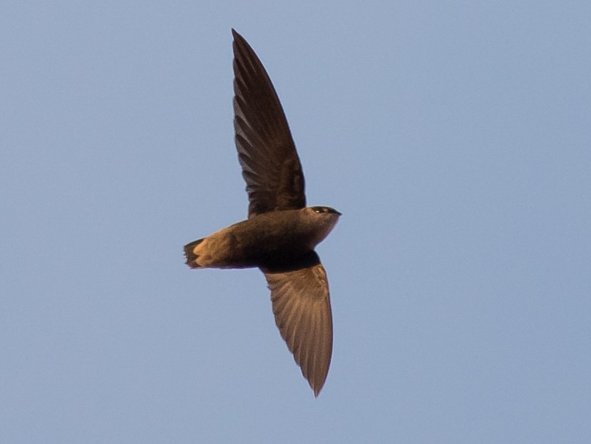 Martinet de Cochinchine - eBird