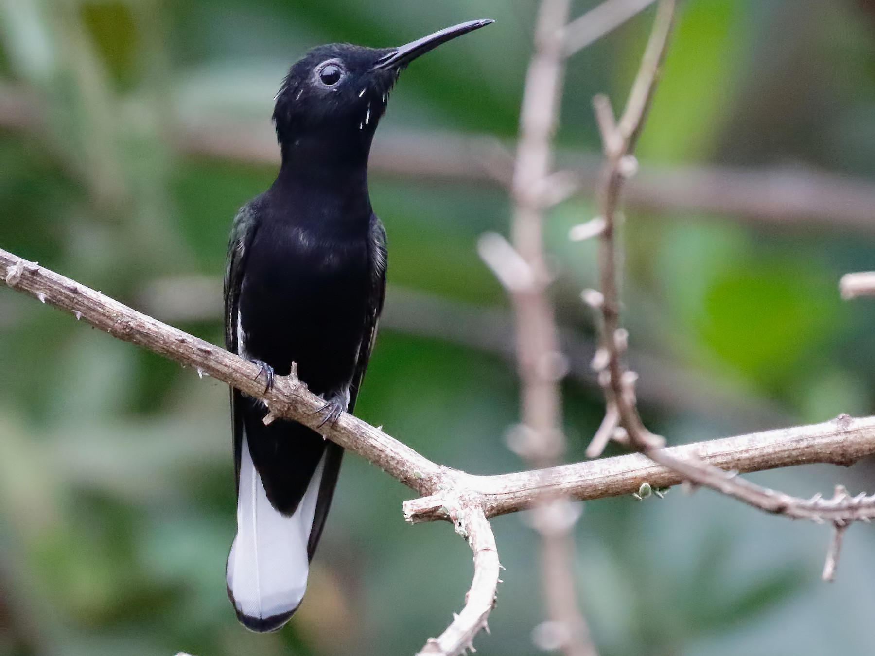 Colibrí Negro - eBird