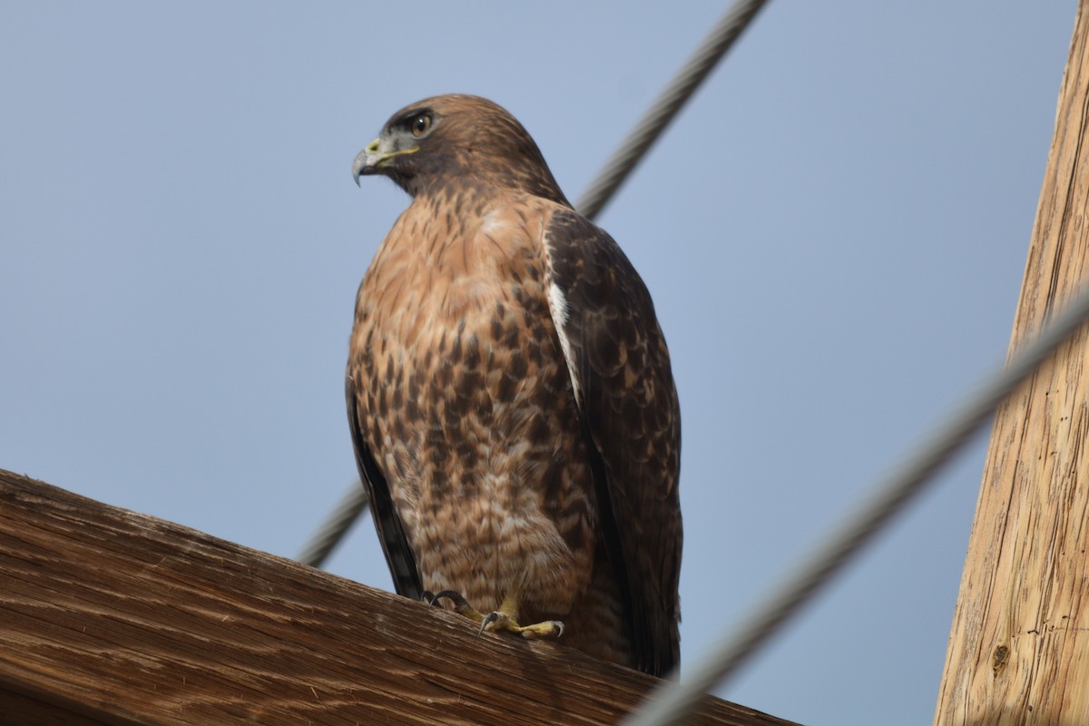 Red-tailed Hawk - ML76873701