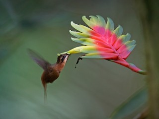 Ermitaño Rojizo - eBird