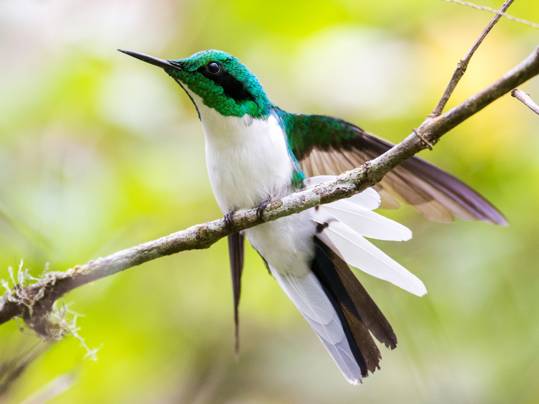 Black-eared Fairy - eBird