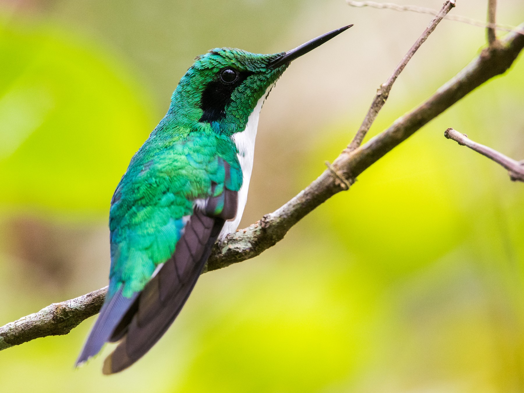 Black-eared Fairy - Claudia Brasileiro