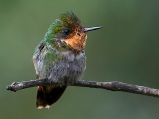  - Frilled Coquette
