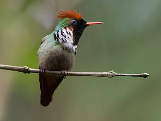  - Frilled Coquette