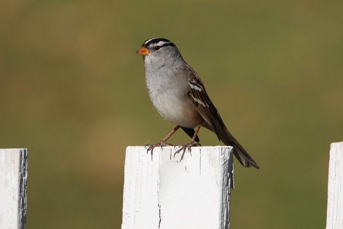 White-crowned Sparrow - Tim Cashman