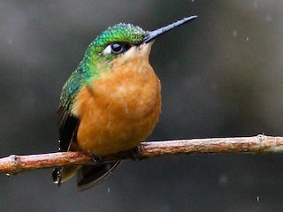 Brazilian Ruby - Heliodoxa rubricauda - Birds of the World