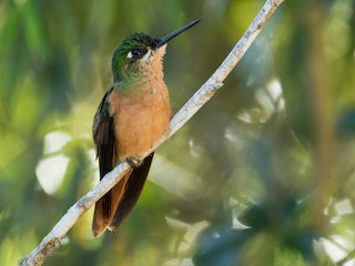 Female - Luana Bianquini - ML76874891