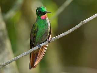 ルビーハチドリ - eBird