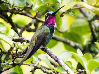  - Stripe-breasted Starthroat