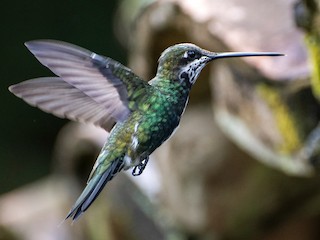 Immature male - ML76875961