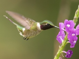 アメシストハチドリ - eBird