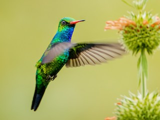  - Glittering-bellied Emerald