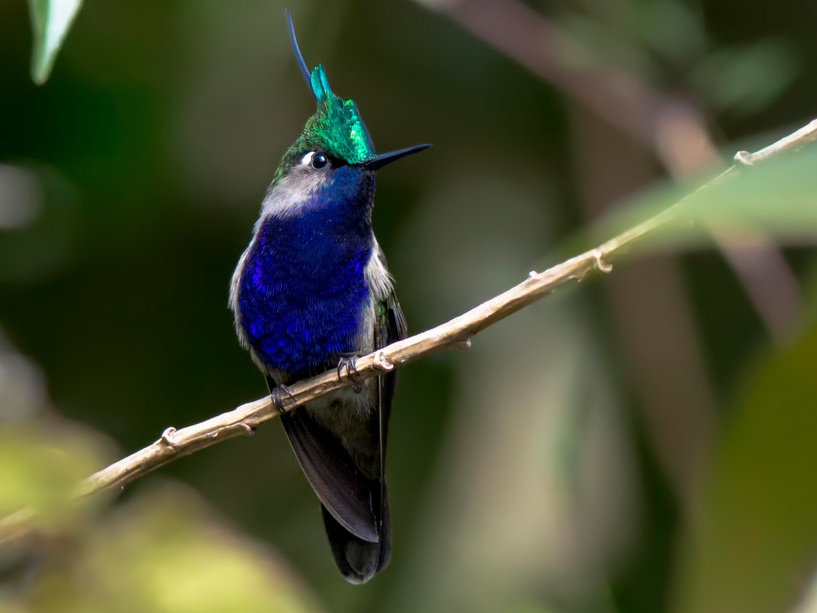 Green-crowned Plovercrest - Hudson - BirdsRio