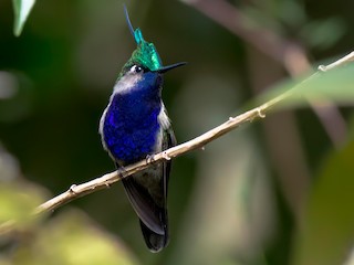  - Green-crowned Plovercrest