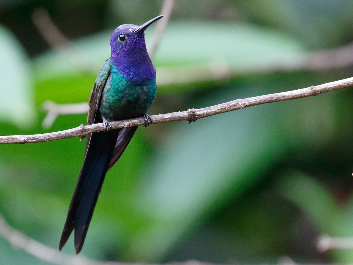 Swallow-tailed Hummingbird - Eupetomena macroura - Birds of the World