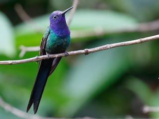  - Swallow-tailed Hummingbird