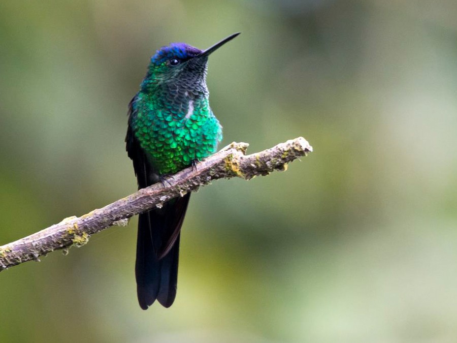 Violet-Capped Hummingbird