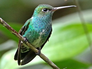  - Glittering-throated Emerald