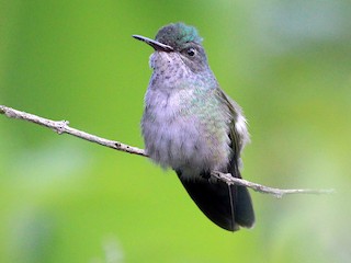 beija-flor-roxo - eBird