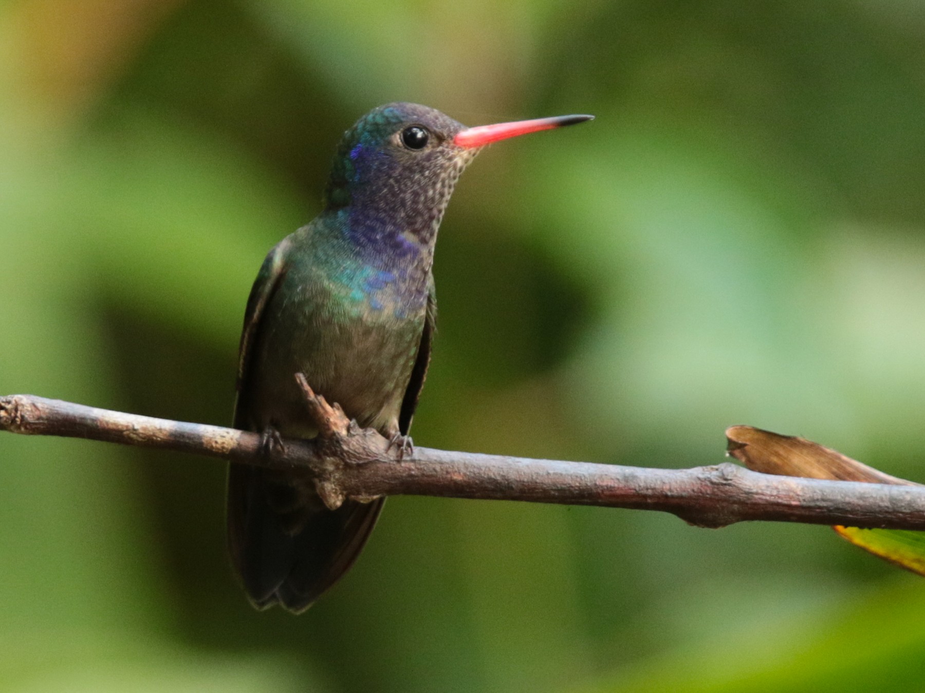 White-chinned Sapphire - Arco Huang