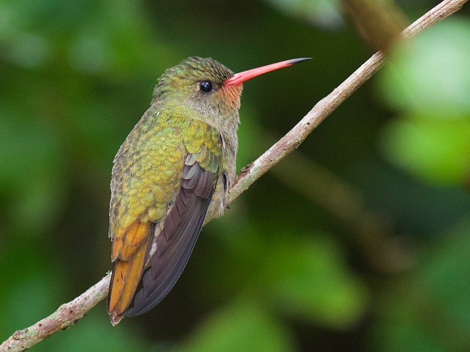 Gilded Hummingbird - Luiz Matos