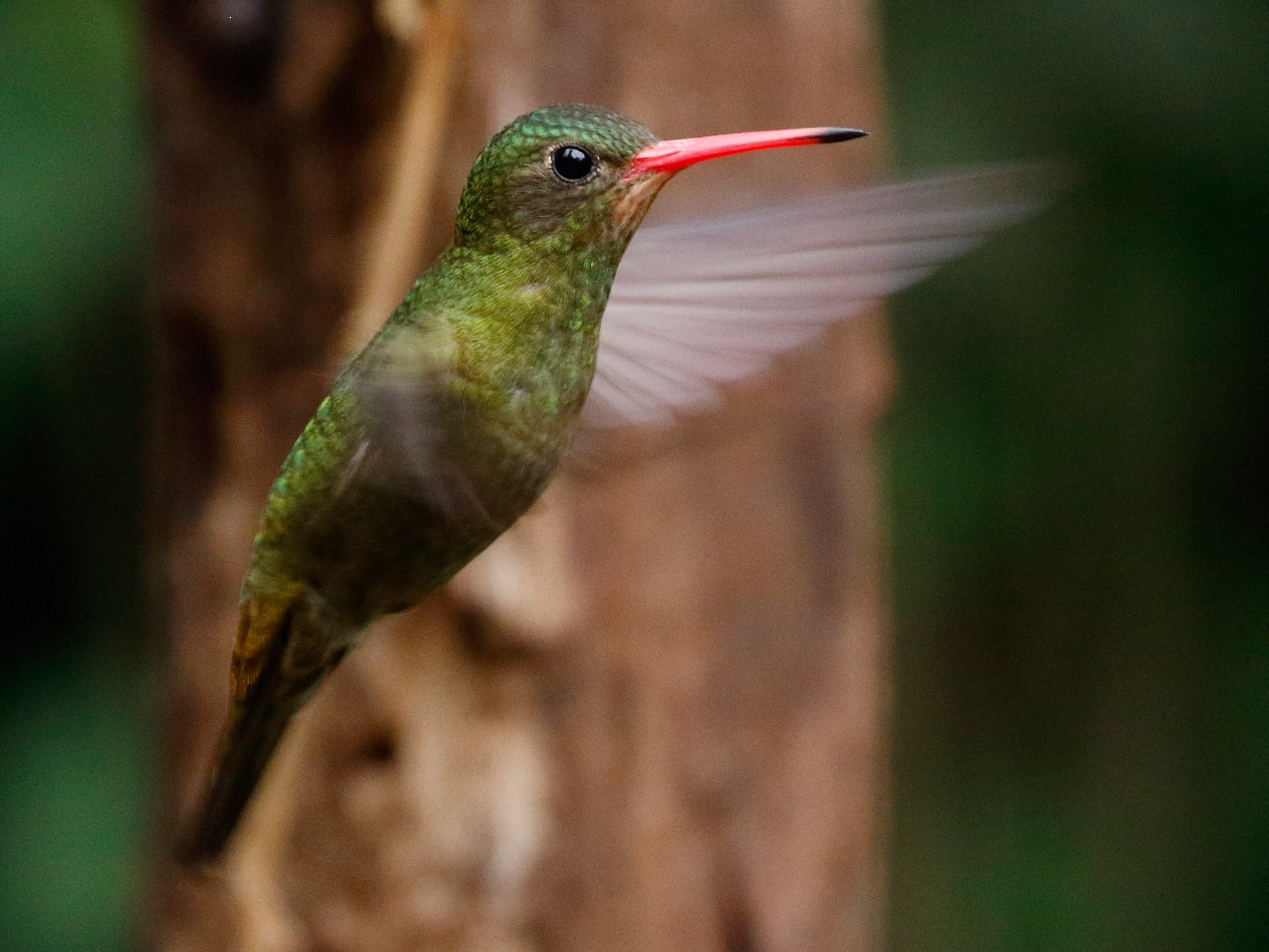 Gilded Hummingbird - Dave Curtis