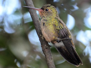 Gilded Hummingbird - eBird