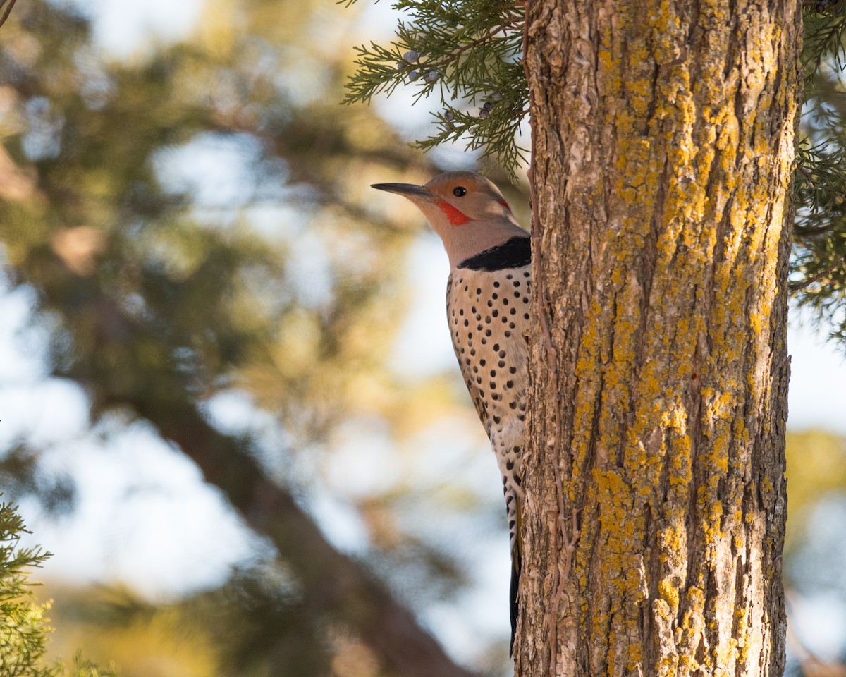 Northern Flicker (Yellow-shafted x Red-shafted) - Nic Allen