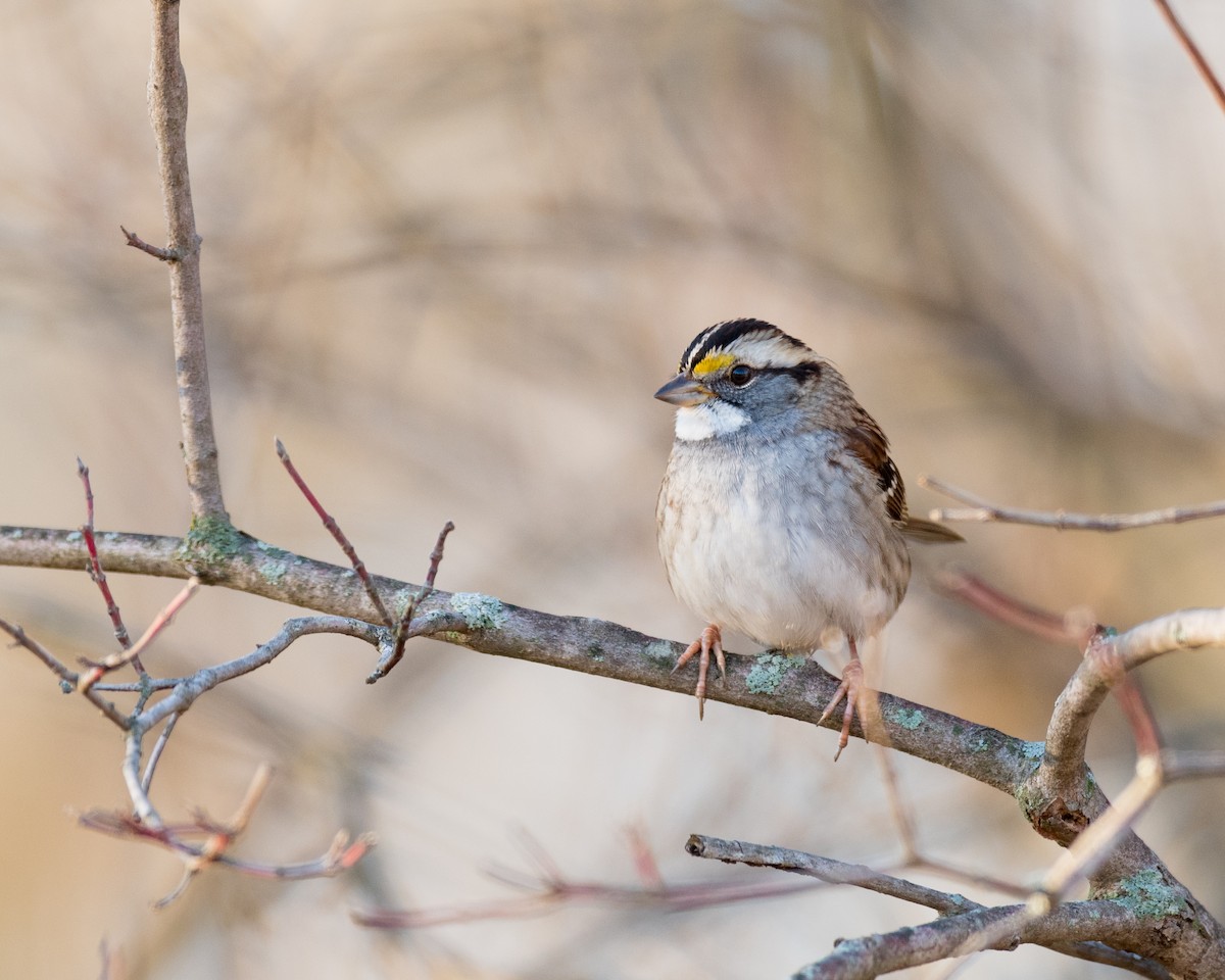 White-throated Sparrow - ML76880331