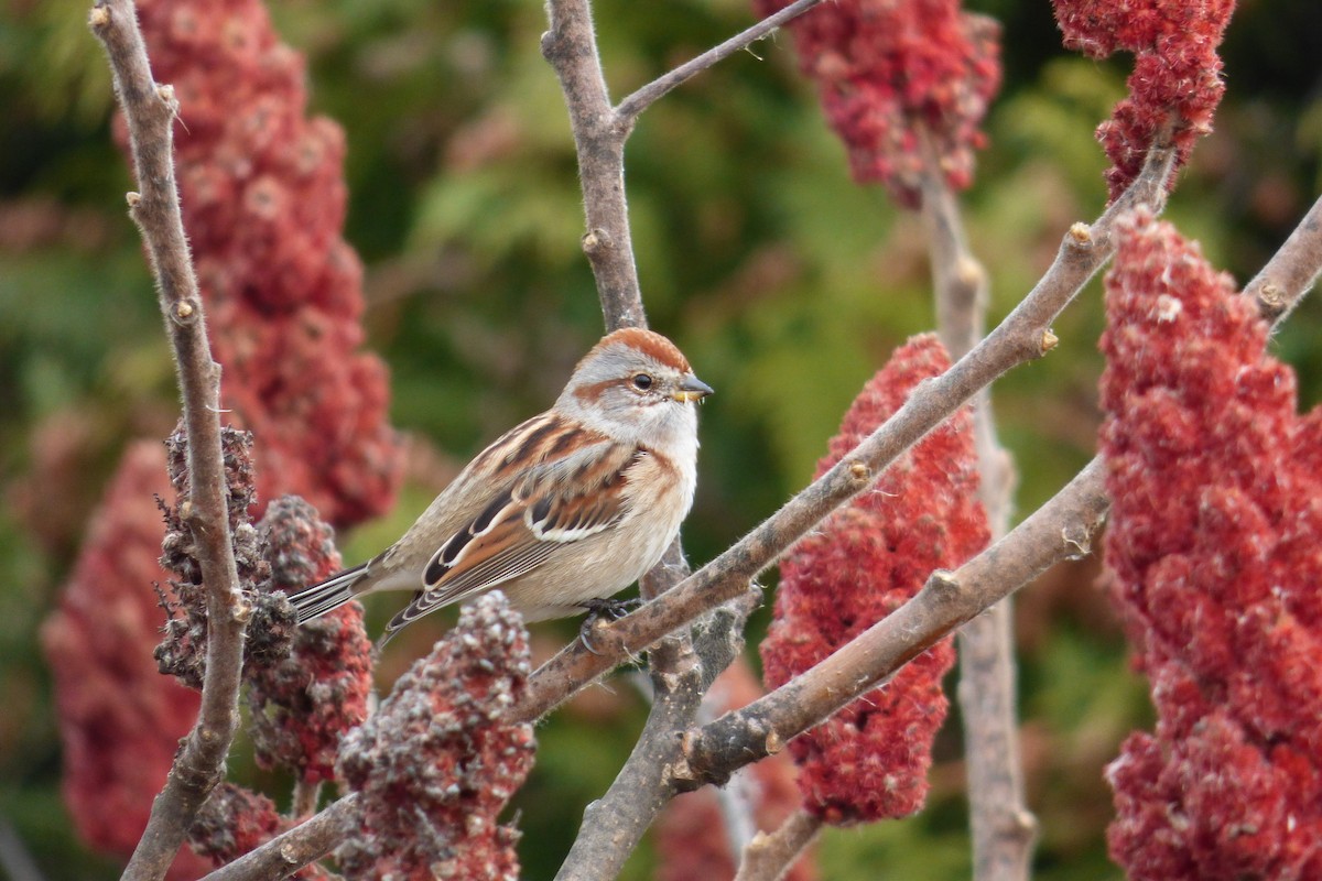 American Tree Sparrow - C Douglas