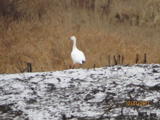 Snow Goose, ML76882041