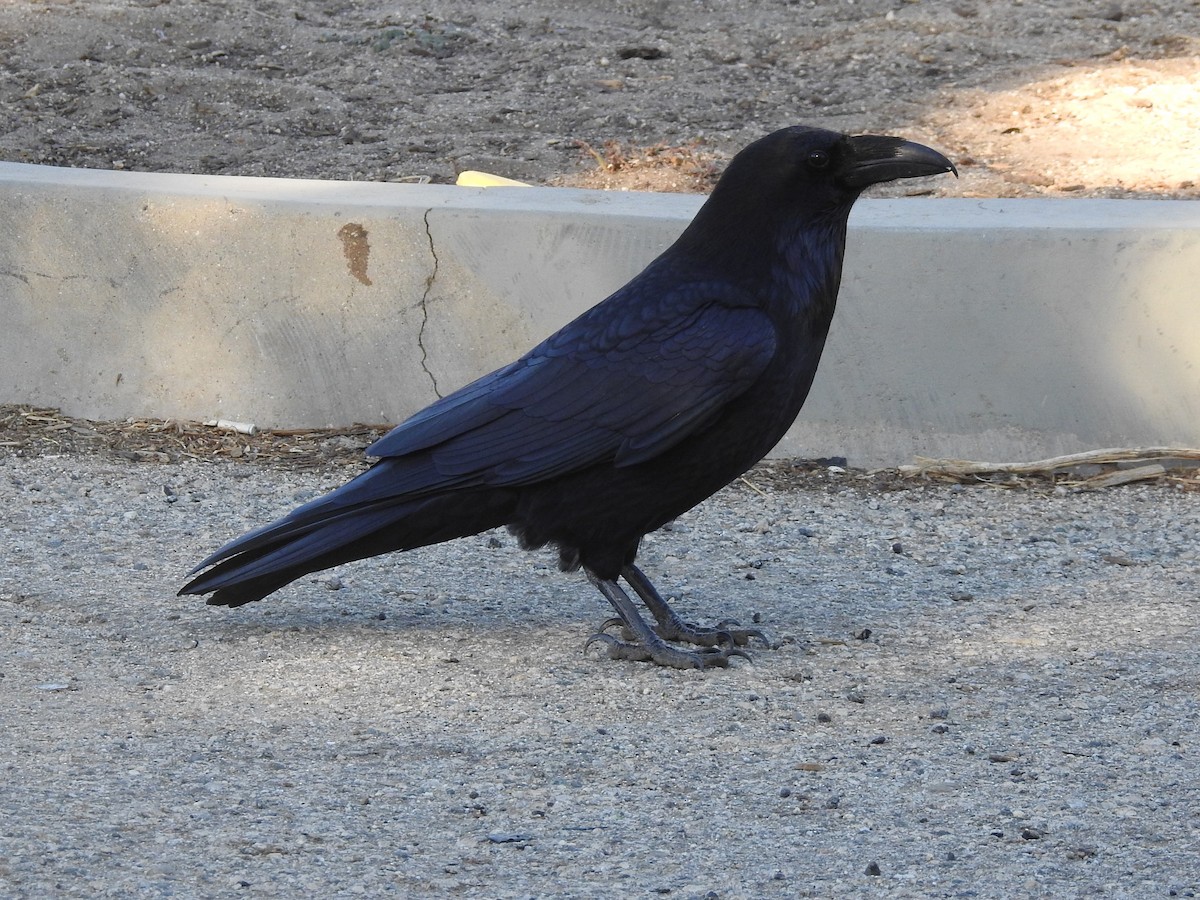 Common Raven - Tim Cashman