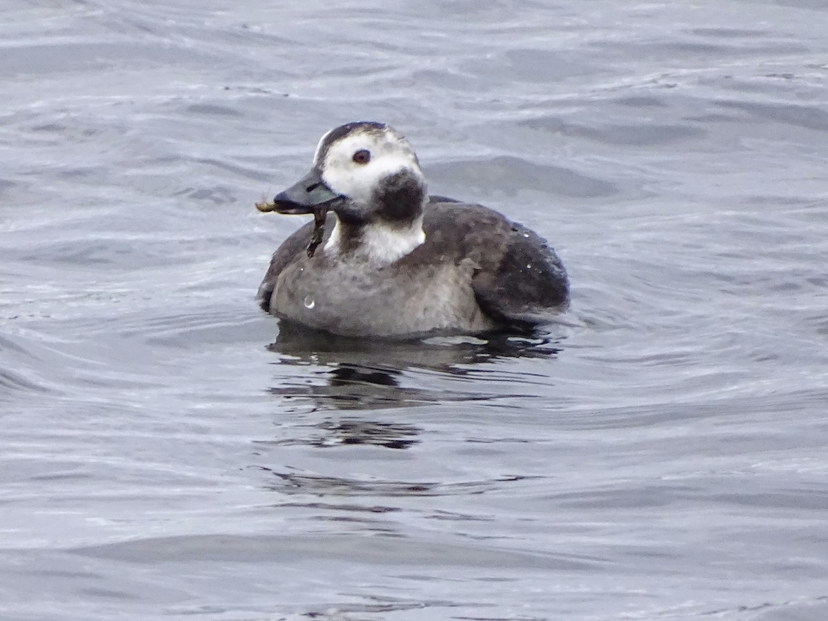 Long-tailed Duck - ML76888371
